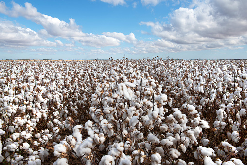 Cotton ready for harvest, near Warren, in New South Wales, Australia