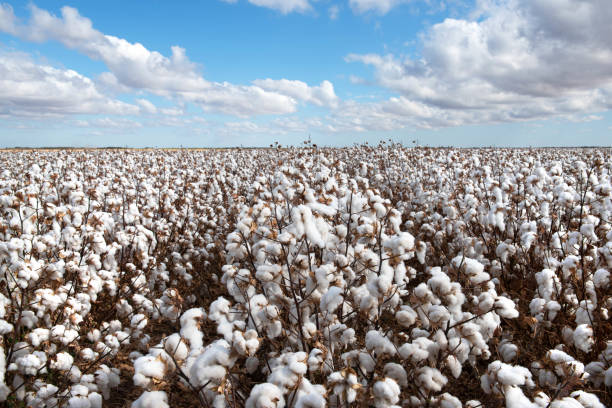 Cotton Crop Cotton ready for harvest, near Warren, in New South Wales, Australia cotton stock pictures, royalty-free photos & images