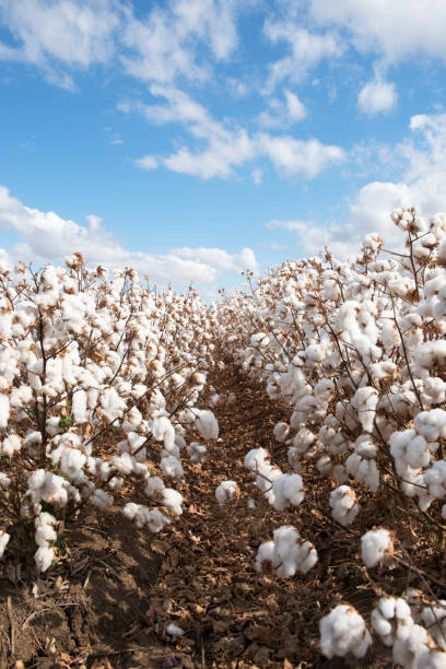 colheita de algodão - cotton field agriculture plant - fotografias e filmes do acervo