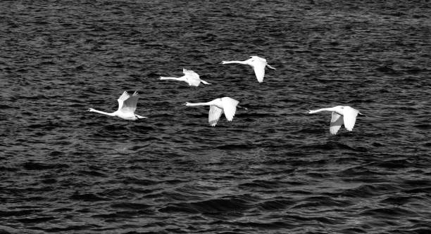 istock flock of swans fly over the water surface 1060257658