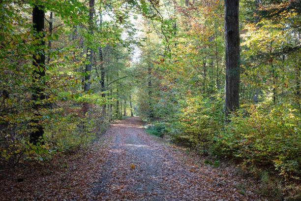 istock Lonely forest track in autumn 1060259684