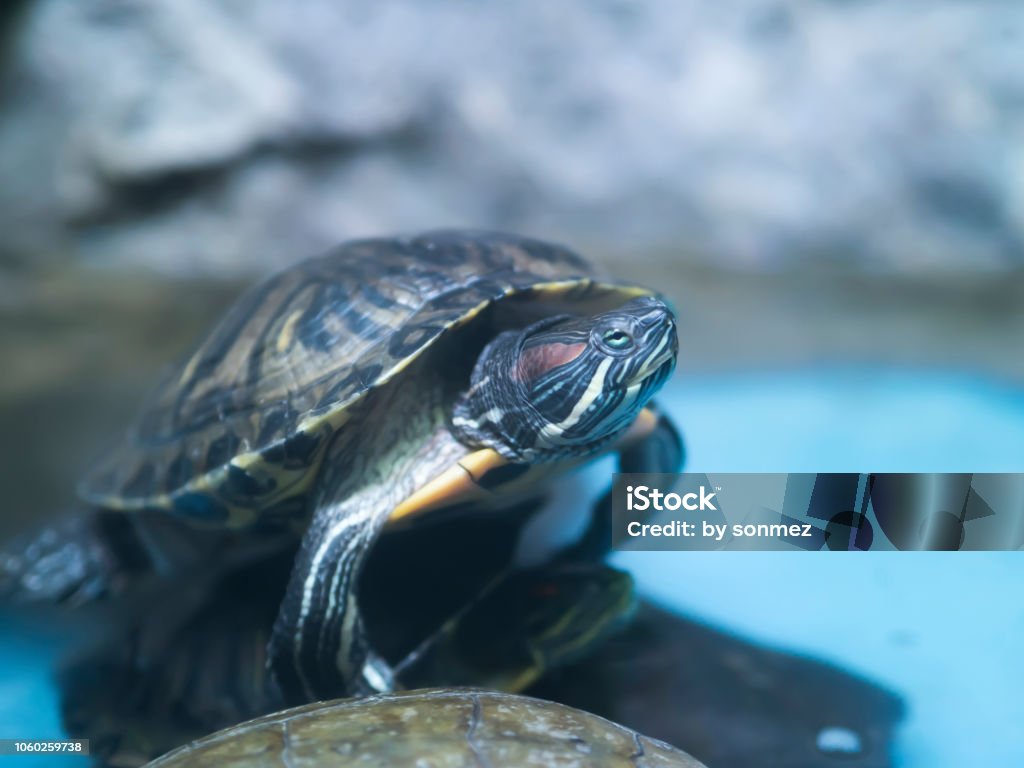 les tortues aquatiques se tenant sur pierre dans l’aquarium. Eau de l’aquarium bleu en arrière-plan - Photo de Algue libre de droits