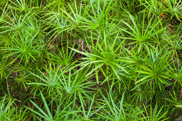 istock Cyperus imbricatus bush in nature 1060286744