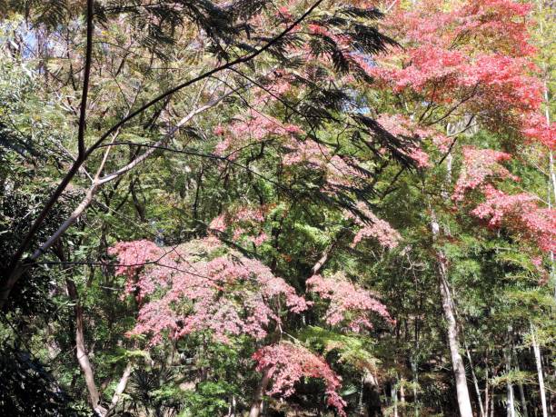 autumn forest. japan - tree area japanese fall foliage japanese maple autumn imagens e fotografias de stock