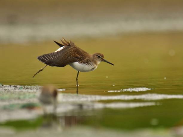 istock The green sandpiper (Tringa ochropus) on a lakeshore 1060291960