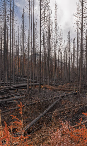 istock Forest Fire Snags in Kootenay National Park 1060308982