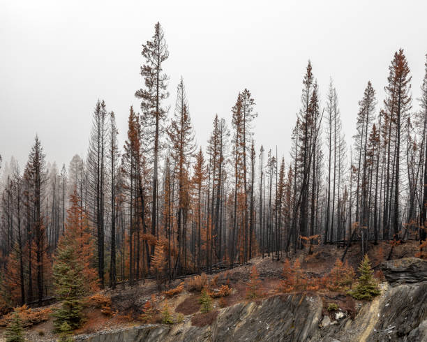 istock Forest Fire Snags in Kootenay National Park 1060309020