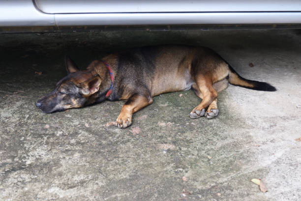 istock Dark brown dog hiding and sleeping under the car 1060311224