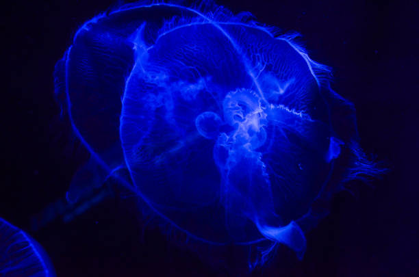 istock Jellyfish swimming in the sea. 1060319964