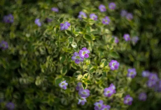 Purple flowers with swirly bokeh background.