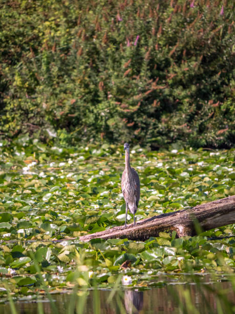 Solitary great blue heron perched on log amidst lily pads stock photo