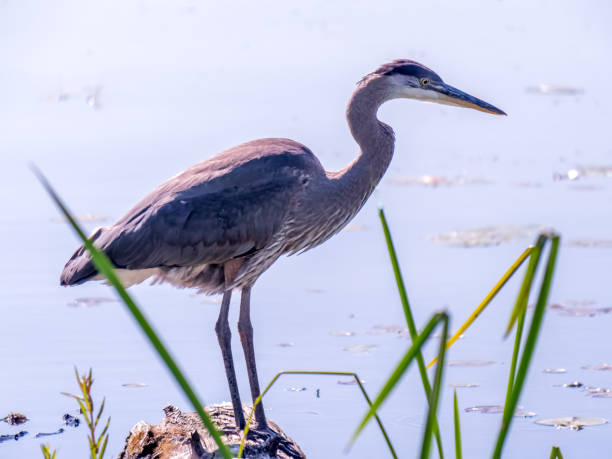 Great blue heron in profile perched on log, surrounded by water and grasses stock photo