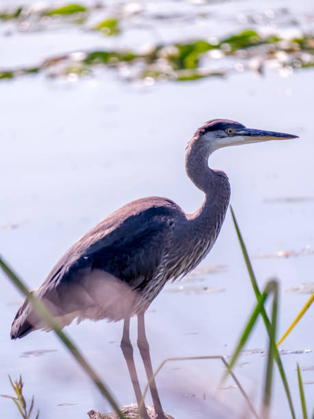 Great blue heron perched on log, surrounded by water and grasses stock photo