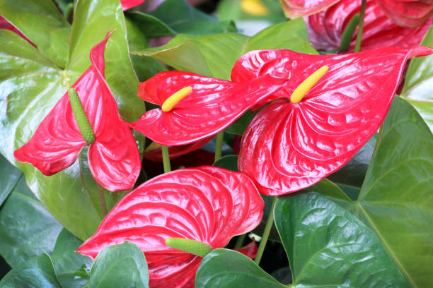 istock red Anthurium flowers on green background 1060336978