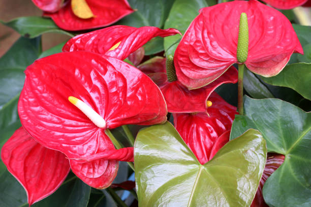 istock red Anthurium flowers on green background 1060336992