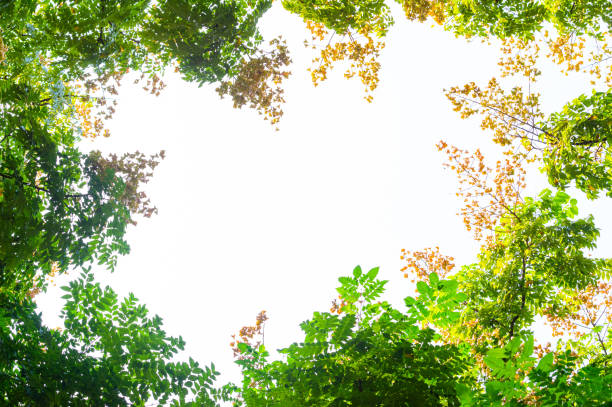 istock Top view with tree branch and blue sky 1060336998