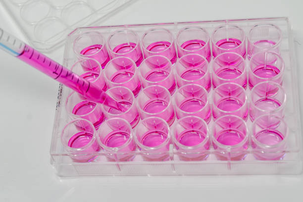 istock Adding reagents in a cell culture plate 1060341608
