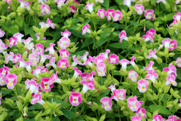 istock pretty flowers blooming in the garden 1060341908