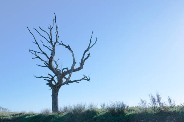 istock Dead tree silhouette shape against clear empty blue sky in summer sun 1060343564