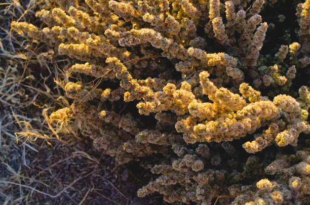 istock The yellow desert weeds in the sunlight 1060343700