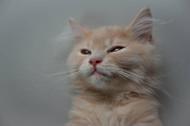 Kitten not to be moulded, a spirit to be unfolded