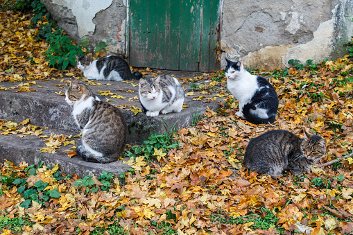 Several cats gathered on the steps of the old building. Autumn foliage
