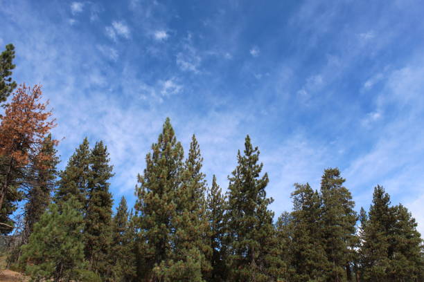 istock PINE SKY BIG BEAR LAKE 100718 1060353828