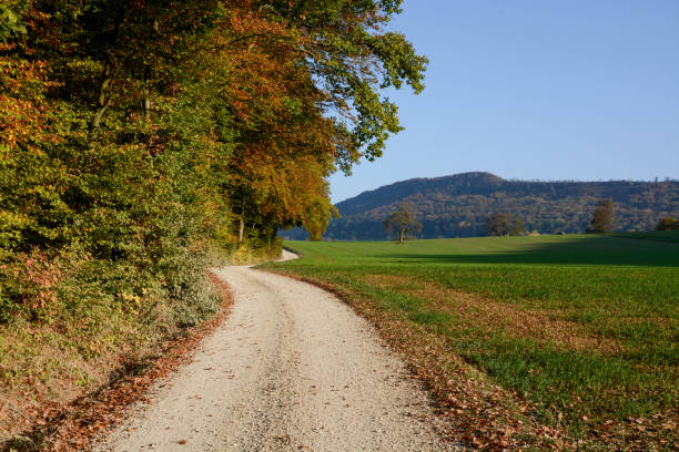 istock autumn view of road at forest 1060355790
