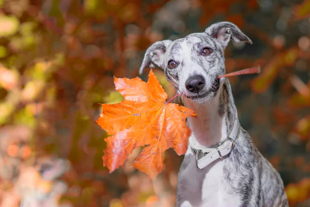 lächelnder whippet sitzt mit einem orangen ahorn blatt im maul im wald und schaut zur kamera - windhund stock-fotos und bilder