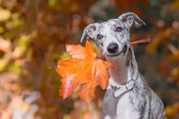 A young Whippet sits in the forest and holds an orange, autumnal maple leaf in her mouth. It looks like she is smiling into the camera.
