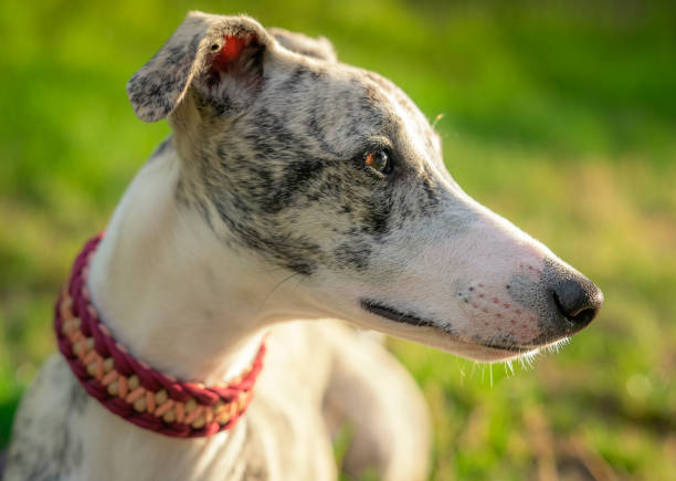 Black greyhound dog looking off camera sticking out tongue