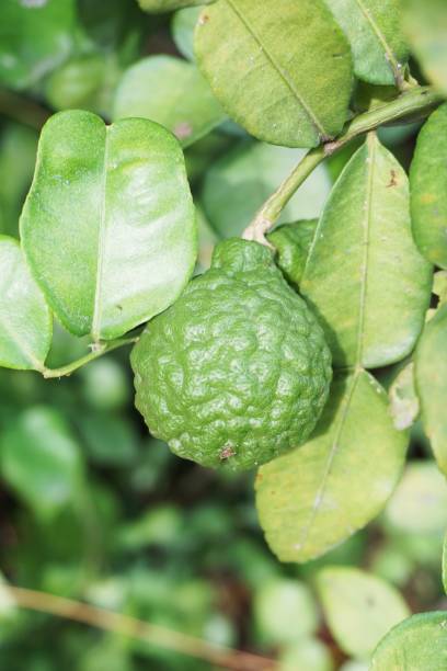 istock Citrus hystrix fruit in nature garden 1060363610