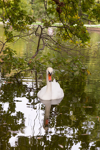 Swan, Green Lake, Natural, Sleeping swans in a green lake, autumn leaves, reflection of the tree, beautiful nature, relaxation in the forest.