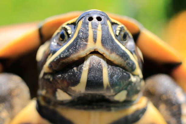 istock Colors and patterns on the front of the turtle. 1060372010
