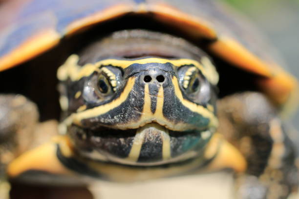 istock Colors and patterns on the front of the turtle. 1060372020