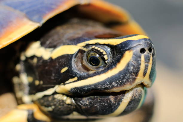 istock Colors and patterns on the front of the turtle. 1060372026