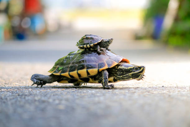 istock The turtles are walking in the sunlit streets. 1060372058