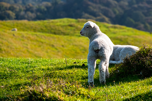 A sheep grazing on the green farm. Fresh sunny with a warm light day.