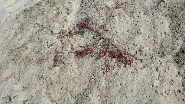 istock portugal landscape in autumn 1060377046