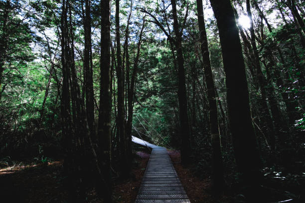 istock A walking  pathway in the green forest. Matte dark green photo effect. 1060381336