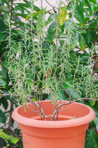 istock rosemary plant growing 1060385158