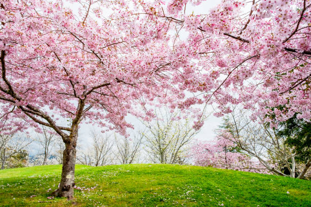 belle fleur pleine cherry blossom arbres dans la saison au début du printemps. rose floral japonais sakura dans un jardin japonais avec de l’herbe verte. - nobody nature fragility close up photos et images de collection