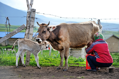xinjiang, China - June 10, 2018: A Kazakh woman was milking a cow on the pasture, in the residential area in Qiong Kushitai(big plain) in Tekes County.