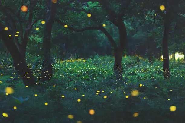 Bokeh light of firefly flying in forest at dusk, Prachin Buri, Thailand