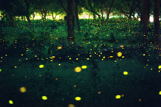 istock Bokeh light of firefly in forest 1060389430