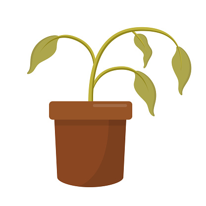 dying dry dead houseplant in a plant pot flat design icon isolated on white background