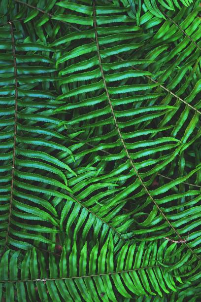 istock Green fern texture detail background, copy space 1060394564