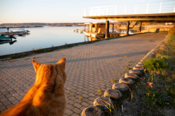 Red cat sitting and waiting on the pier at autumn sunset stock photo