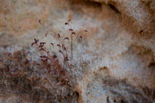 Ceratodon purpureus fire moss on sandstone macro closeup stock photo