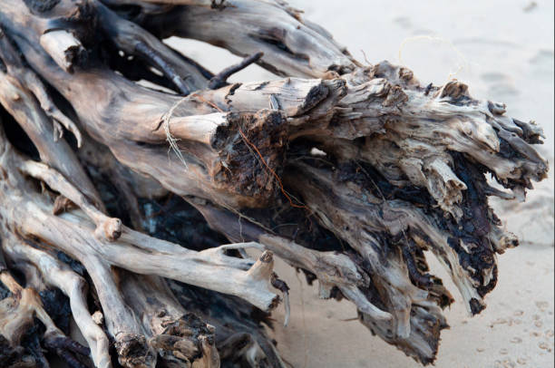 Beautiful old fallen sea washed tree trunk roots stock photo